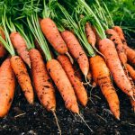 10 profesionāļu padomi saldāko burkānu audzēšanai no sēklām