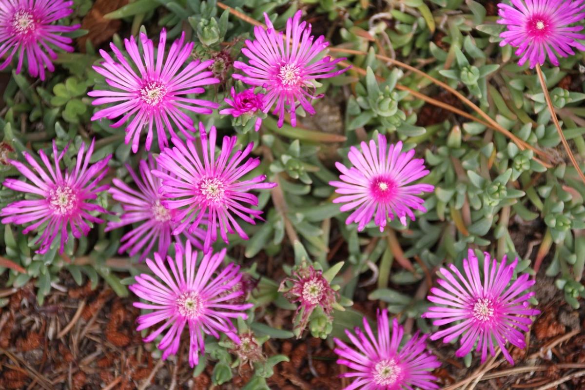 Kādus ziedus stādīt uz kapa / foto pexels.com