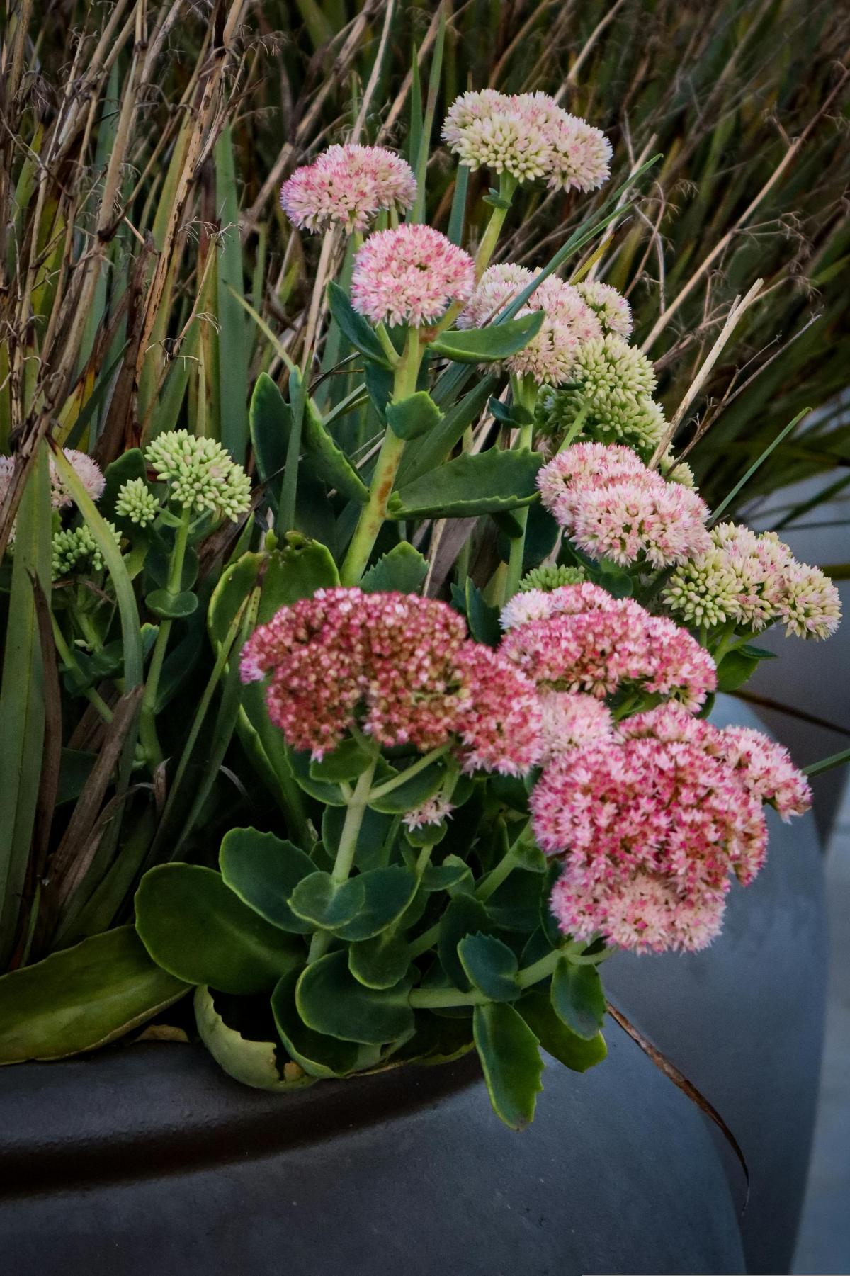 Kādus ziedus stādīt kapsētā, lai tie ziedētu visu vasaru / foto pexels.com