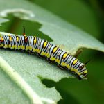 5 iemesli, kāpēc augiem var būt dobas lapas un gudras