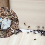 Ardievu, kaitinošie kaitēkļi: kā vienreiz un uz visiem laikiem atbrīvoties