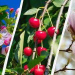 Dārznieki nosauca 8 kokus, kurus rudenī nevajadzētu apgriezt