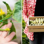 Kurus gurķus stādīt 2026. gadā: šie hibrīdi dod visdāsnāko ražu