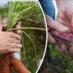 Labvēlīgas dienas: kad rakt burkānus un bietes saskaņā ar Mēness