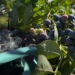 Mellenes izturēs jebkuru salu: dārznieks atklāja galvenos rudens kopšanas noslēpumus