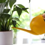 Miera lilija pārstās dzeltēt un atdzīvosies tikai dažu stundu laikā: