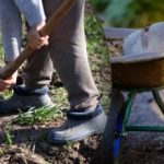 Sējas kalendārs 2025. gada septembrim: kas jādara dārzā