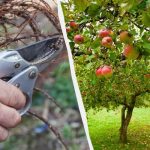 Šie 7 koki ir jāapgriež līdz marta beigām: zari plīsīs