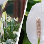 Spathiphyllum ziedēs gadiem ilgi, ja rudenī to turēsit prom no