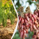 Termiņi tuvojas: kad sēt nigella sīpolus un kā pareizi sagatavot