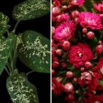 Trīs istabas augi, kas mājā piesaista kaitēkļus