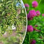 Un jums nav nepieciešama laika prognoze: kuri augi paredz lietu