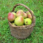 Uzlabo zarnu darbību un atmiņu: uztura speciālisti iesaka ēst šo