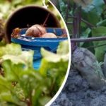 Vienkārša rīcība augustā: dārznieks dalījās, kā padarīt bietes saldas un