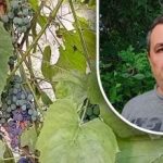 Vienkāršs triks labai ražai: dārznieks atklājis galveno vīnogu ienaidnieku