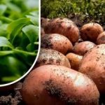 Zeme būs kā pūka: dārznieks stāstīja, ko sēt pēc kartupeļu