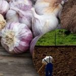 Ziemas ķiplokiem tas nepatīk: kāds dārznieks ir atklājis ideālas dārza